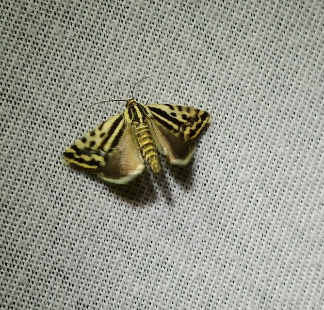 Emmelia trabealis - zebrabagoly
