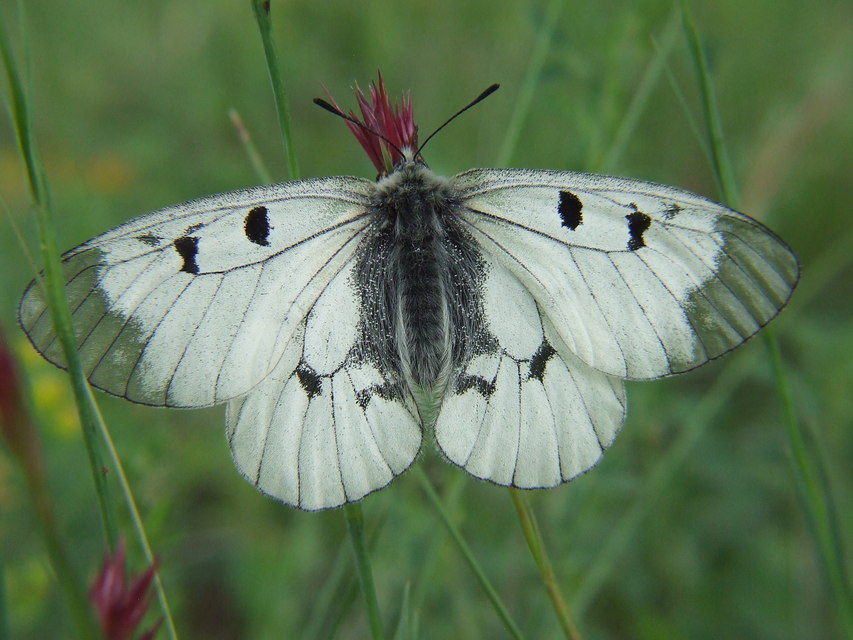 Parnassius mnemosyne - kis apollólepke