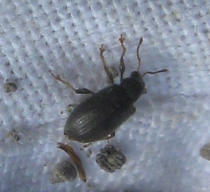Phyllobius betulinus - változékony levélormányos