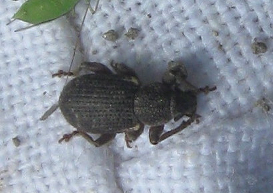 Mesagroicus obscurus - dülledtszemű libatopormányos
