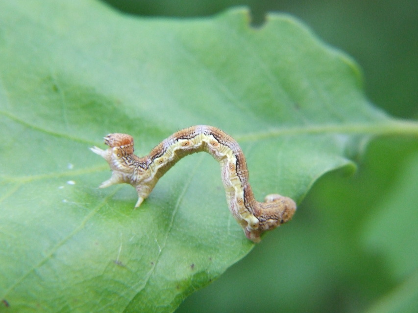 Erannis defoliaria - nagy téliaraszoló