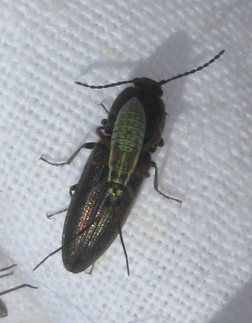 Cidnopus pilosus - szőrös pattanó