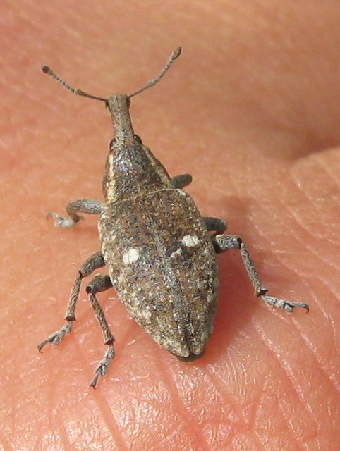 Lepyrus palustris - kétpettyes fűzormányos