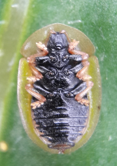 Cassida vibex - szőrös pajzsbogár