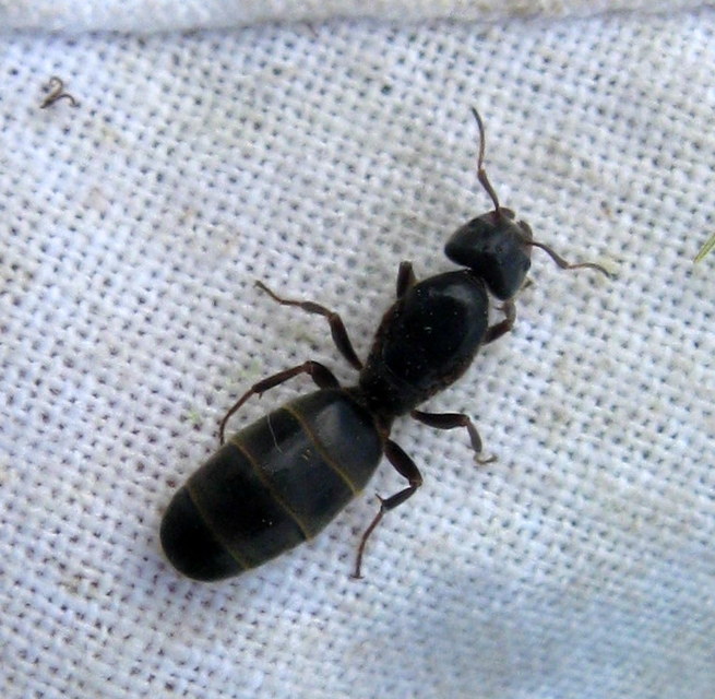Liometopum microcephalum - tölgyfahangya