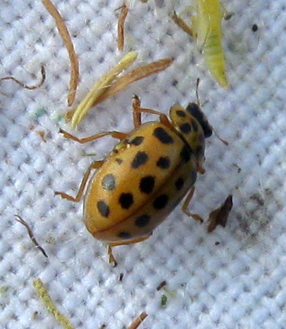 Anisosticta novemdecimpunctata - tizenkilencpettyes katica