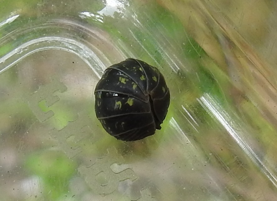 Armadillidium