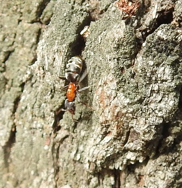 Liometopum microcephalum - tölgyfahangya