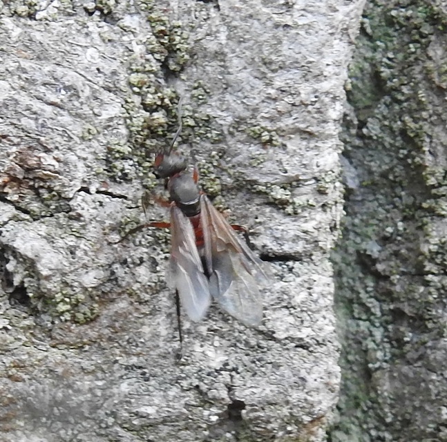 Formica pratensis - réti vöröshangya