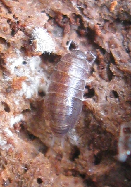 Trichoniscidae Trichoniscidae