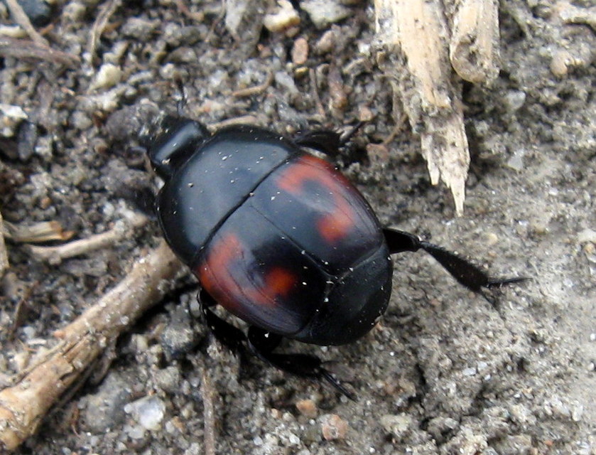 Hister quadrimaculatus - közönséges sutabogár