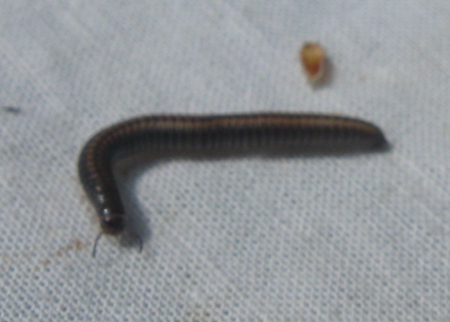 Diplopoda - Ikerszelvényesek