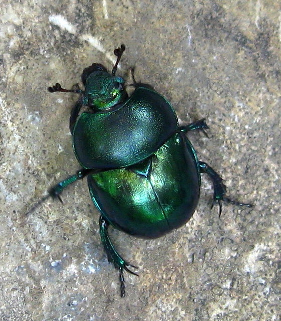 Trypocopris vernalis - tavaszi álganéjtúró