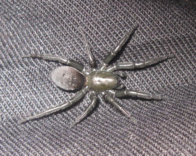 Gnaphosidae - kövipókok