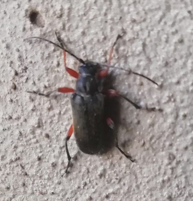 Cortodera villosa - bozontos cserjecincér