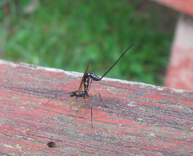Dolichomitus