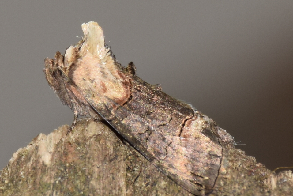 Abrostola triplasia - közönséges csalánbagoly