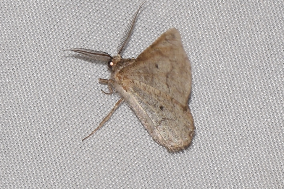 Synopsia sociaria - ürömaraszoló