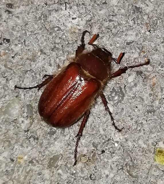 Holochelus vernus - tavaszi cserebogár