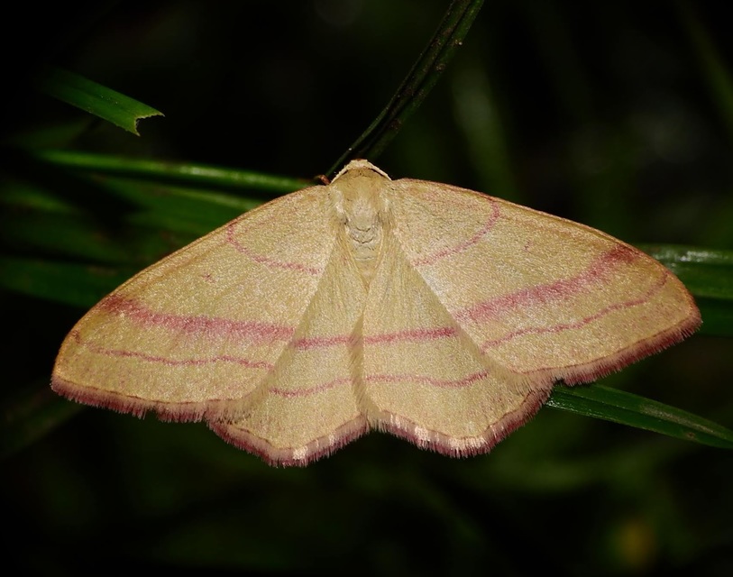 Rhodostrophia vibicaria - pirosszélű araszoló