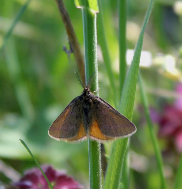 Lythria purpuraria - bíborsávos araszoló