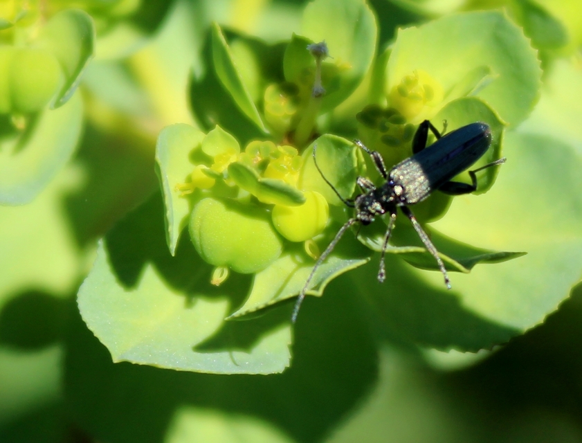 Oedemera