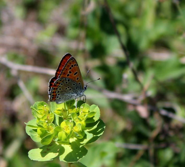 Lycaena thersamon - kis tűzlepke