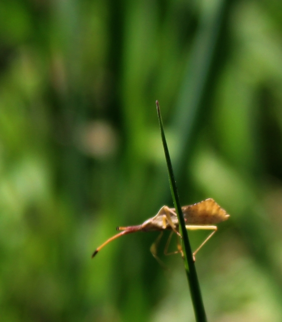 Syromastus rhombeus - vitorlás karimáspoloska