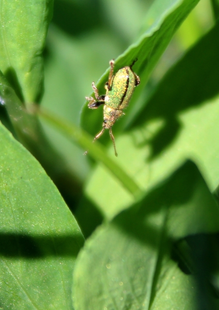 Phyllobius betulinus - változékony levélormányos