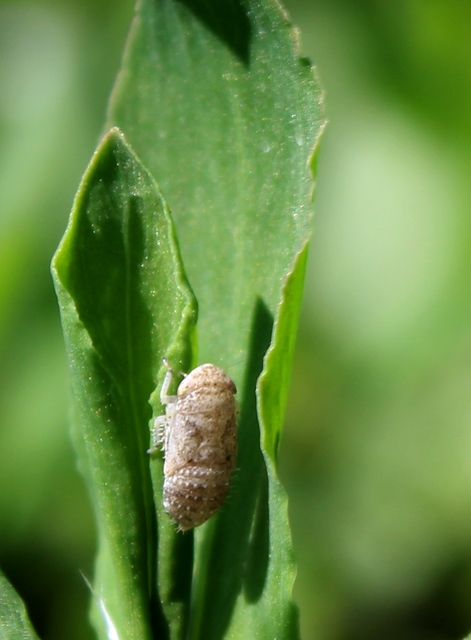 Cicadellidae - mezeikabócák