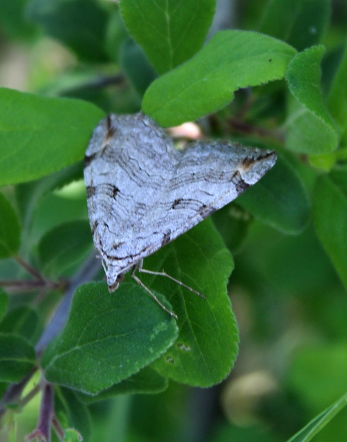 Aplocera efformata/plagiata