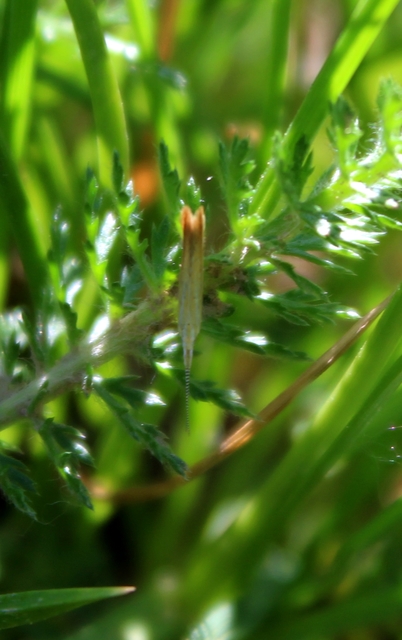 Coleophora