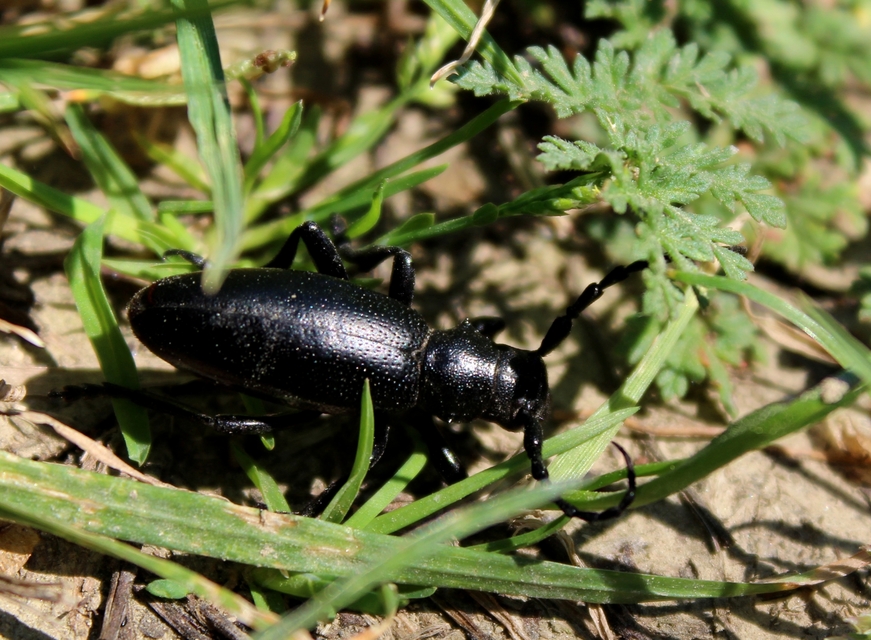 Dorcadion aethiops - fekete gyalogcincér