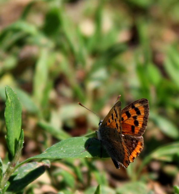 Lycaena phlaeas - közönséges tűzlepke