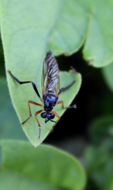 Dioctria