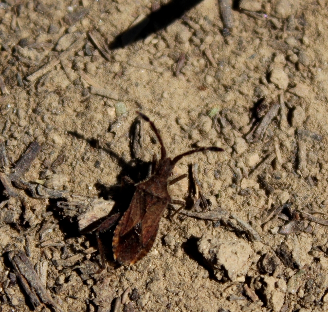 Coriomeris