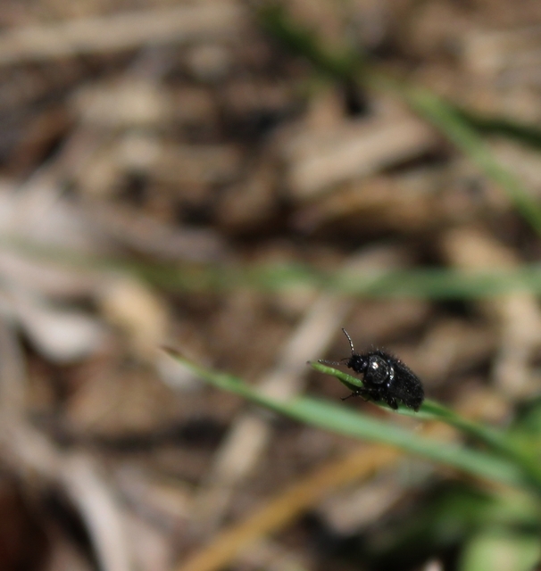 Enicopus pilosus - bundás karimásbogár