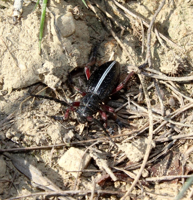 Dorcadion pedestre - kétsávos gyalogcincér