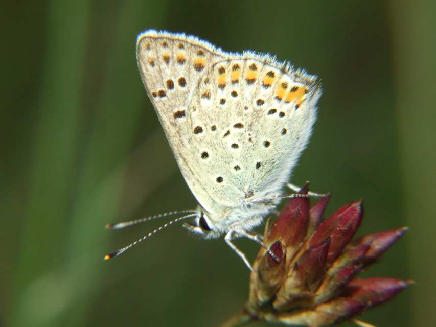 Lycaena tityrus - barna tűzlepke