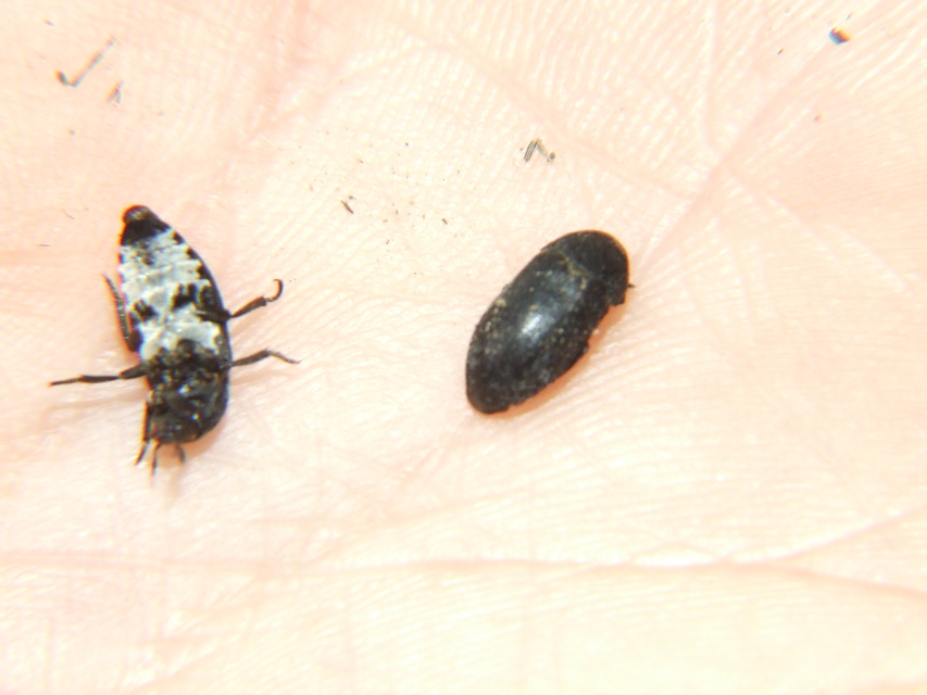 Dermestes laniarius - gyászos porva Dermestes laniarius - gyászos porva