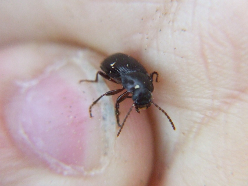 Menephilus cylindricus - fogasnyakú gyászbogár