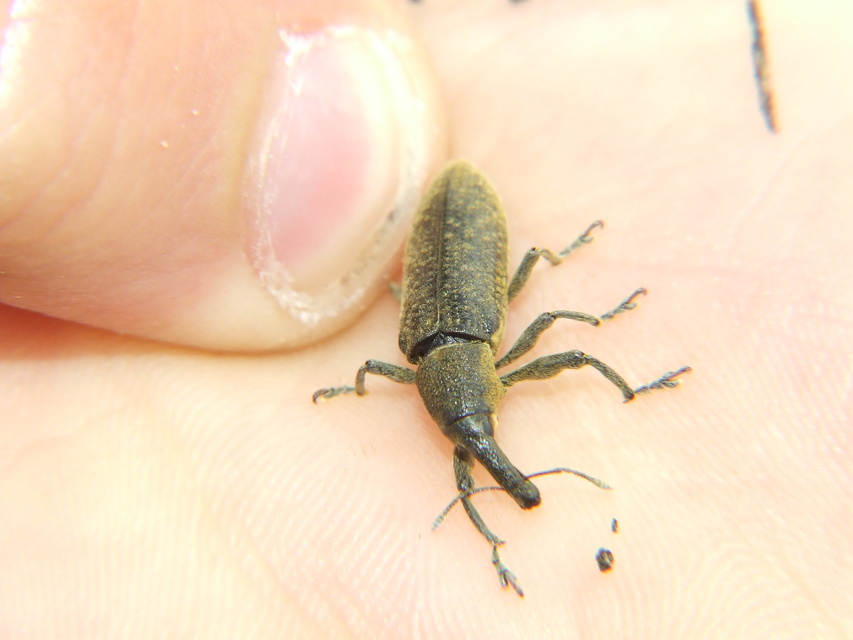 Lixus cardui - bogáncsfúró dudvabarkó