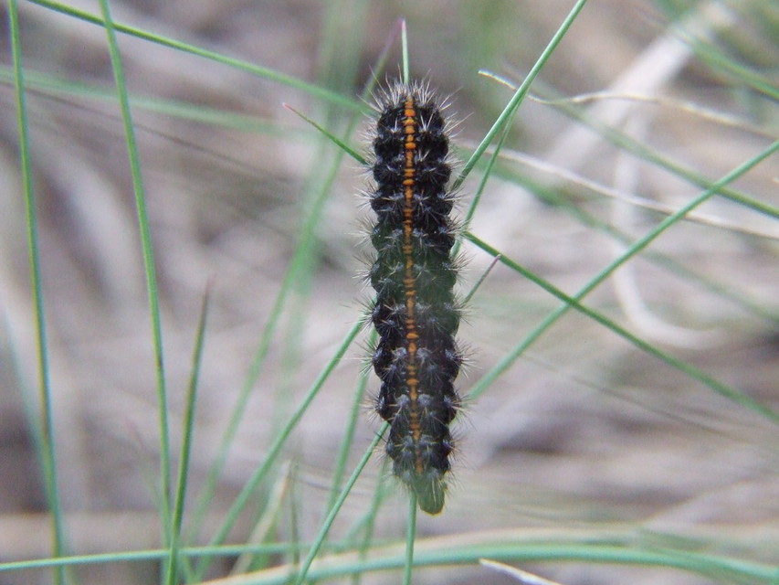 Spiris striata - csíkos molyszövő