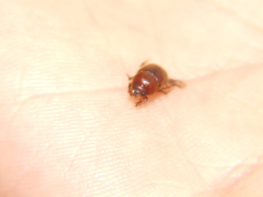 Ochodaeus