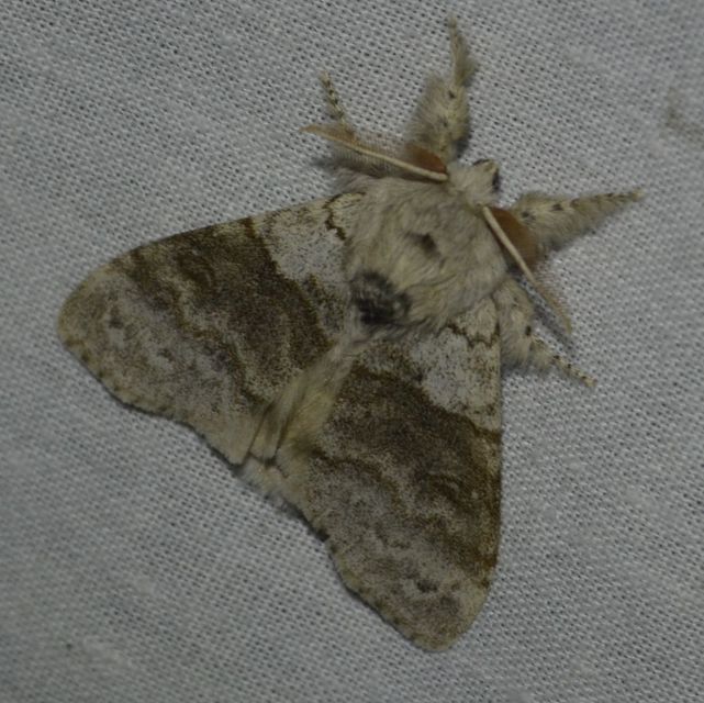 Calliteara pudibunda - hamvasszövő