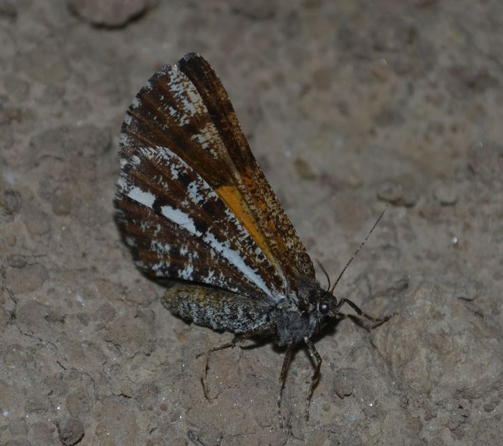 Bupalus piniaria - fenyőaraszoló