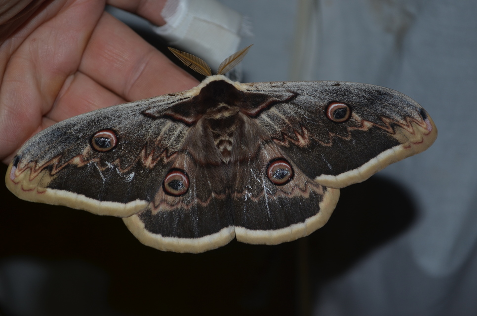 Saturnia pyri - nagy pávaszem