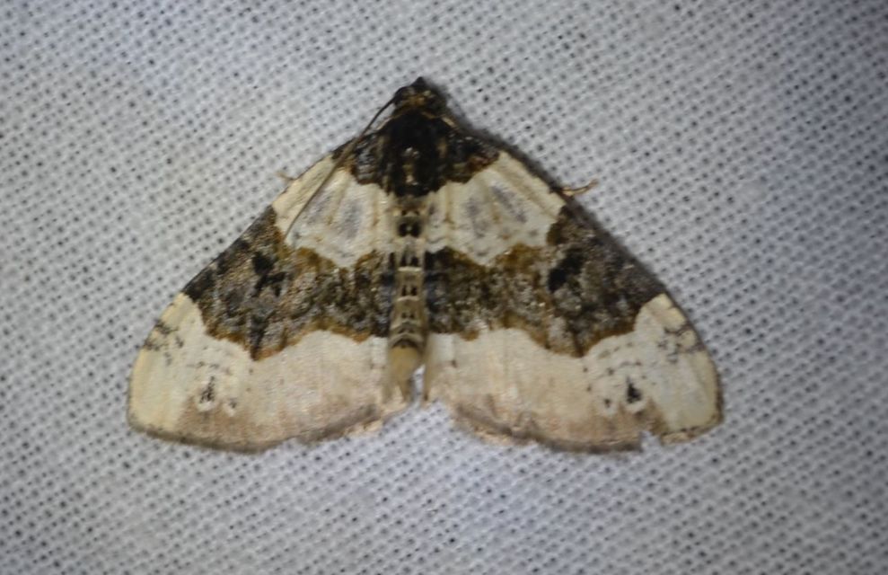 Cosmorhoe ocellata - szemes galajaraszoló