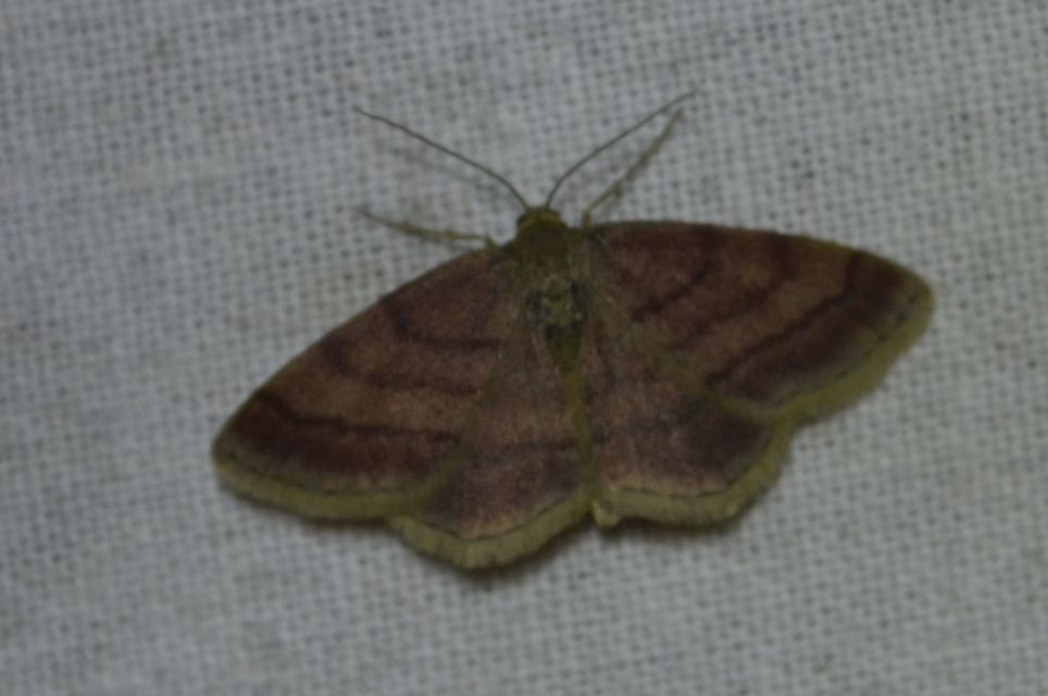 Scopula rubiginata - réti pirosaraszoló