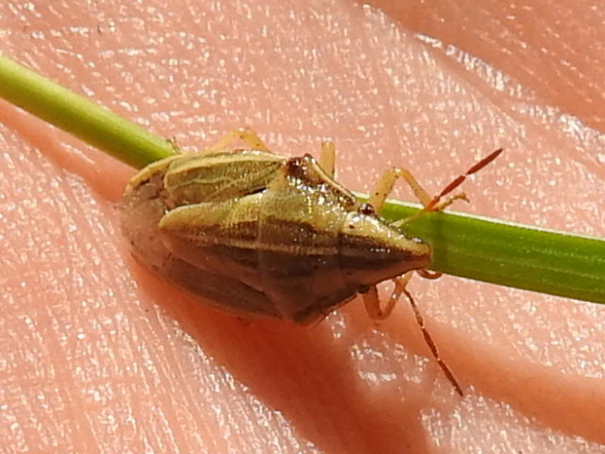 Aelia acuminata - közönséges szipolypoloska Aelia acuminata - közönséges szipolypoloska